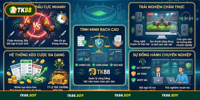 Sức hấp dẫn của đá gà cựa dao đến từ nhiều thế mạnh